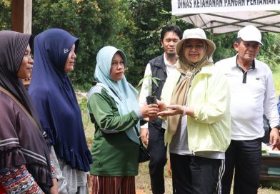 Pemprov Kepri Sebar 45 Ribu Bibit Cabai untuk Tanjungpinang, Batam dan Bintan