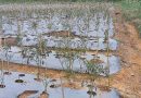 Ladang yang Tak Lagi Tersenyum Ketika Petani Cabai Gagal Panen dan Harapan Hilang