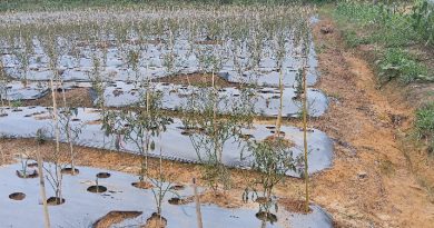 Ladang yang Tak Lagi Tersenyum Ketika Petani Cabai Gagal Panen dan Harapan Hilang