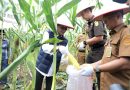 Panen Raya Jagung di Rempang Cate, Wako Batam Amsakar Dorong Ketahanan Pangan