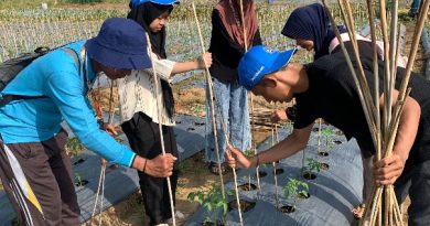 Mahasiswa UMRAH Bantu Petani Pasang Ajir dan Semai Bibit Terong