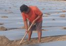 Ketika Pangkogabwilhan I Turun Tangan, Lahan Tidur Jadi Sumber Harapan Petani