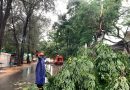Hati-hati, Musim Hujan, Angin Kencang, Ada Pohon Tumbang