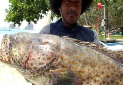 7 Ton Ikan Kerapu Di Ekspor ke Hongkong, Tandai Kembali Bergeliatnya Ekspor Perikanan Kepri