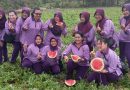 Petani Semangka Gembira, Panen Bersama Mia Kunto Dukung Program Makan Bergizi Gratis