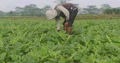 Langka Tapi Nyata, Harga Pupuk Subsidi Justru Turun, Petani Tanjungpinang dan Bintan Senyum Lebar