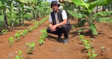 Strategi Jitu Fachri Yulizar, Membangun Ekosistem Pisang Barangan Jumbo yang Berkelanjutan