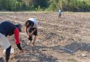 Benih Kecil, Harapan Besar: Petani Dompak Tanam Kedelai untuk Masa Depan Pangan
