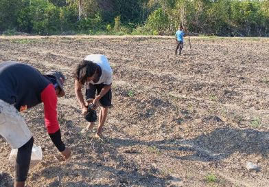Benih Kecil, Harapan Besar: Petani Dompak Tanam Kedelai untuk Masa Depan Pangan