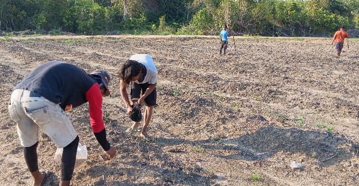 Benih Kecil, Harapan Besar: Petani Dompak Tanam Kedelai untuk Masa Depan Pangan