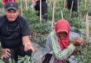 Kogabwilhan I Panen Cabai Merah di Lahan Eks Bauksit Dompak: Ketahanan Pangan Tumbuh dari Tanah yang Pernah Luka