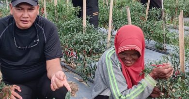 Kogabwilhan I Panen Cabai Merah di Lahan Eks Bauksit Dompak: Ketahanan Pangan Tumbuh dari Tanah yang Pernah Luka