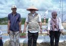 Dari Pantai Halona, Cabai dan Harapan Kemandirian Pangan Kepri Ditanam