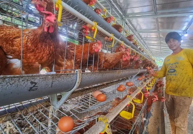 Telur dari Kuala Sempang, Harapan Baru Peternak di Balik Program MBG