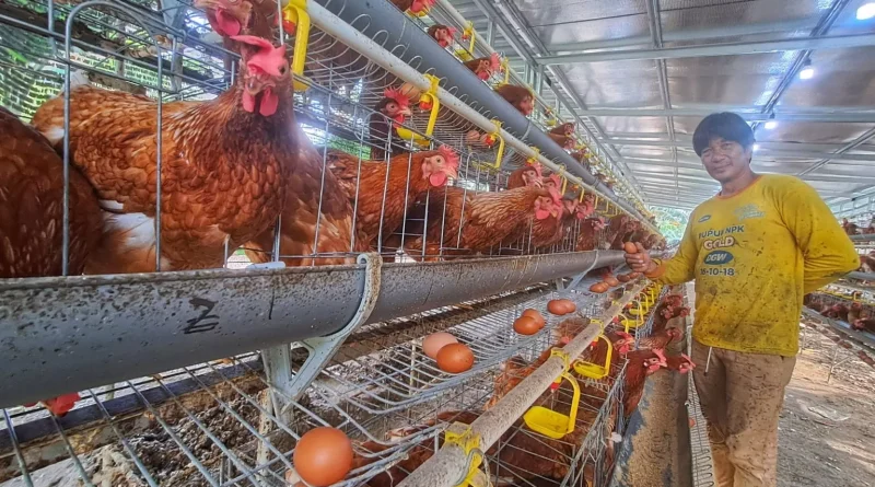 Telur dari Kuala Sempang, Harapan Baru Peternak di Balik Program MBG