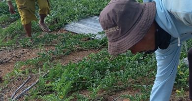 Pagi yang Sibuk di Kebun Dompak, Demi Semangka Lebih Semok dan Gemuk