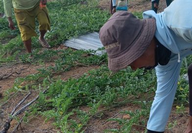 Pagi yang Sibuk di Kebun Dompak, Demi Semangka Lebih Semok dan Gemuk