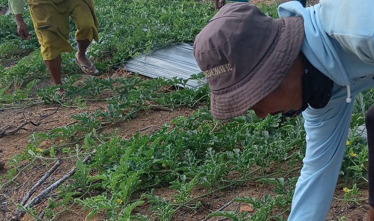 Pagi yang Sibuk di Kebun Dompak, Demi Semangka Lebih Semok dan Gemuk
