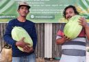 Dengan BIOS 44, Petani Semangka Tanjungpinang Panen Raya di Lahan Eks Tambang Bauksit
