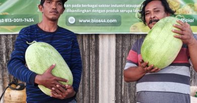 Dengan BIOS 44, Petani Semangka Tanjungpinang Panen Raya di Lahan Eks Tambang Bauksit