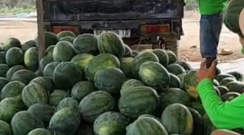 Air Datang, Semangka Tumbuh: Petani Dompak Menang Lawan Kemarau