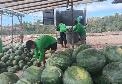 BIOS 44, Kunci Sukses Panen Raya Semangka di Lahan Eks Tambang Dompak