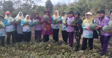 Panen Harapan di Dompak: Ketua PKK Kepri Bersama Ibu-Ibu IKKT Kogabwilhan I Petik Semangka di Lahan Eks Bauksit