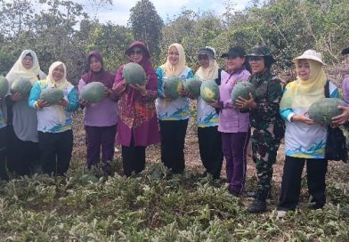 Panen Harapan di Dompak: Ketua PKK Kepri Bersama Ibu-Ibu IKKT Kogabwilhan I Petik Semangka di Lahan Eks Bauksit