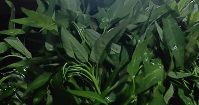 Efek Bosan Daging, Kangkung Diburu, Harga Pun Melambung