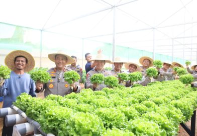 Dari Green House ke Meja Makan, Polda Kepri Panen Perdana Hidroponik