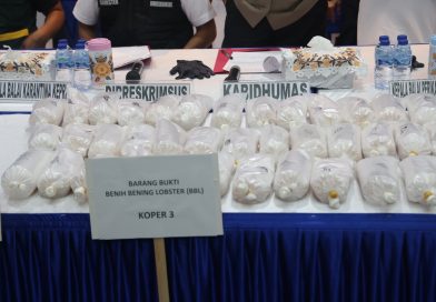 Jejak Gelap di Balik 100 Ribu Benih Lobster: Polda Kepri GagalkanPenyelundupan Bernilai Miliaran Rupiah