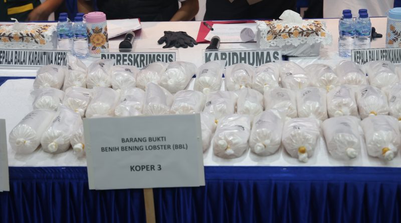 Jejak Gelap di Balik 100 Ribu Benih Lobster: Polda Kepri GagalkanPenyelundupan Bernilai Miliaran Rupiah