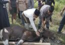 Wagub Nyanyang Salat Iduladha Bersama Masyarakat Lingga, Ajak Perkuat Nilai Pengorbanan dan Solidaritas