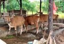 Pemko Tanjungpinang Salurkan 56 Sapi Kurban, 48 dari ASN