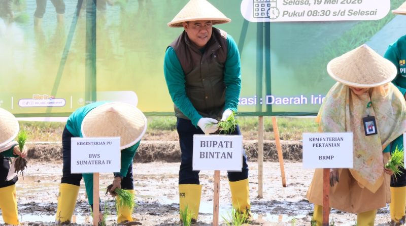 Sawah Bintan Buyu Percontohan Pengembangan Irigasi