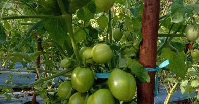 Dari Lahan Terbatas Menuju Hasil Maksimal, Nyanyang Dorong Inovasi Pertanian Kepri