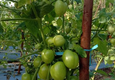 Dari Lahan Terbatas Menuju Hasil Maksimal, Nyanyang Dorong Inovasi Pertanian Kepri