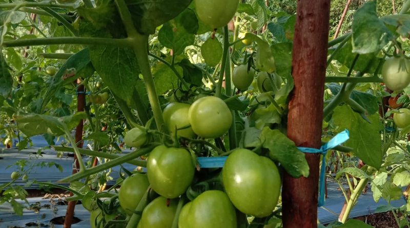Dari Lahan Terbatas Menuju Hasil Maksimal, Nyanyang Dorong Inovasi Pertanian Kepri