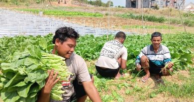 Dari Jagung ke Sayuran, Lahan Ketahanan Pangan Kogabwilhan I Terus Berbuah untuk Masyarakat