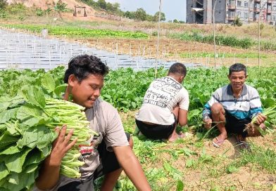 Dari Jagung ke Sayuran, Lahan Ketahanan Pangan Kogabwilhan I Terus Berbuah untuk Masyarakat