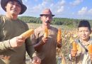 Di Tengah Padatnya Tugas Negara, Letjen TNI Kunto Arief Wibowo Tetap Turun ke Sawah, Panen Raya Jagung Bersama Petani di Lahan Eks Bauksit Dompak