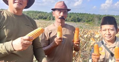 Di Tengah Padatnya Tugas Negara, Letjen TNI Kunto Arief Wibowo Tetap Turun ke Sawah, Panen Raya Jagung Bersama Petani di Lahan Eks Bauksit Dompak