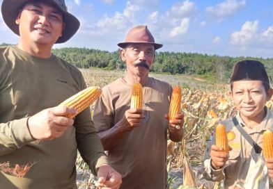 Di Tengah Padatnya Tugas Negara, Letjen TNI Kunto Arief Wibowo Tetap Turun ke Sawah, Panen Raya Jagung Bersama Petani di Lahan Eks Bauksit Dompak