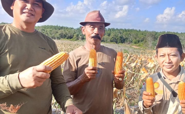 Di Tengah Padatnya Tugas Negara, Letjen TNI Kunto Arief Wibowo Tetap Turun ke Sawah, Panen Raya Jagung Bersama Petani di Lahan Eks Bauksit Dompak