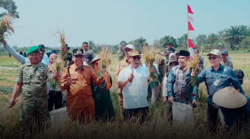 Kemarau ‘Cekik’ Hasil Panen Padi Natuna