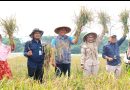 Sekda Bintan Ronny Panen Padi Demplot, Pemkab Dorong Penguatan Ketahanan Pangan Mandiri