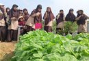 Belajar Pertanian di Alam Terbuka, Siswa SMPIT As Sakinah Kunjungi Kebun Binaan Kogabwilhan I di Dompak