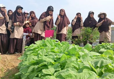 Belajar Pertanian di Alam Terbuka, Siswa SMPIT As Sakinah Kunjungi Kebun Binaan Kogabwilhan I di Dompak
